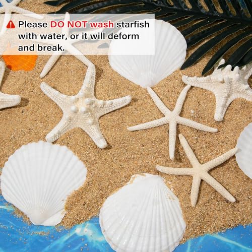 12-Piece Natural Starfish & Scallop Shells (3-4 Inch) for DIY Crafts