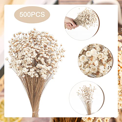 500 Pcs Natural Dried Chamomile Daisy Flowers for Vase Arrangements