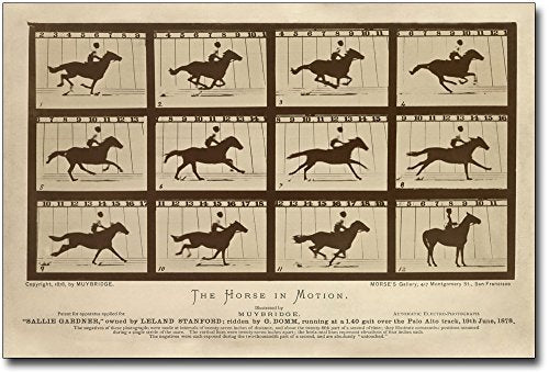 The Horse in Motion by Eadweard Muybridge 8x12 Inch Photographic Print