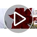 19-Piece 26in Christmas Poinsettia Flowers with Greenery Branches
