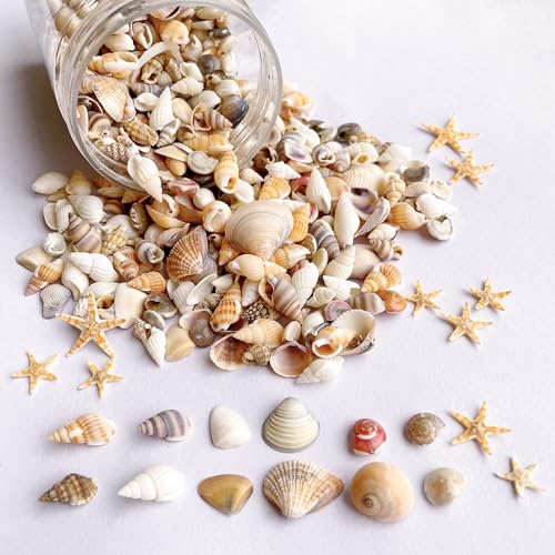 1200 Pcs Natural Mixed Tiny Seashells & 10 Starfish for DIY Crafts & Decor