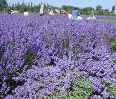Natural Dried Lavender Sachets for Closets and Drawers, 25 Pack