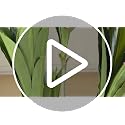 5FT Artificial Dracaena Tree - Realistic Faux Indoor Plant with White Planter