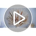 96Pcs Natural Dried Pampas Grass Bouquet for Boho Home & Wedding Decor