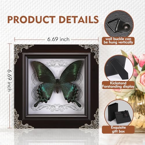 Real Green-Banded Queen Butterfly Specimen in Shadow Box Frame