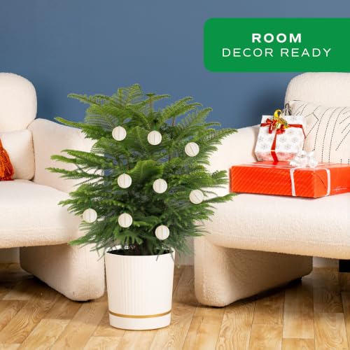 Costa Farms Norfolk Island Pine Live Indoor Christmas Tree - 3-4 Ft, White/Gold