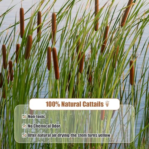17-Inch Dried Natural Cattails - 20-Piece Set for Floral Arrangements