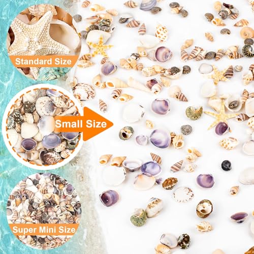 Natural Mixed Mini Sea Shells & Starfish for DIY Crafts & Beach Decor