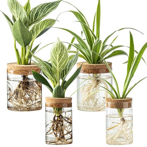 Glass Plant Propagation Station Set of 4 - Borosilicate Hydroponic Vases
