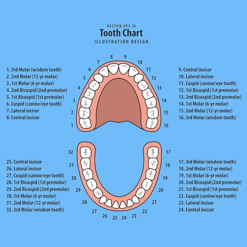 Baby Tooth Keepsake Box Organizer with Fetal Hair Container - Blue
