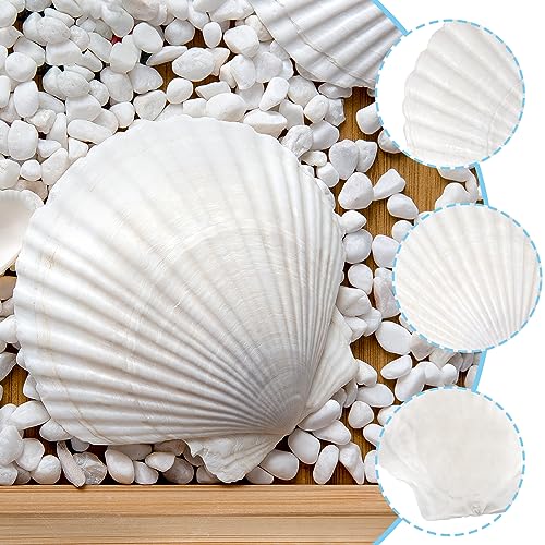 Large Natural Scallop Shells 4-5 Inch (10 Pack) - White Seashells for Crafts