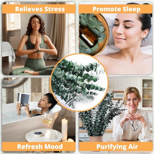 12-Pack Real Preserved Eucalyptus Stems (17") for Shower & Home Decor