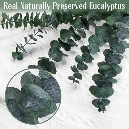 16-Piece Preserved Eucalyptus Stems, 17-Inch Dried Eucalyptus for Shower