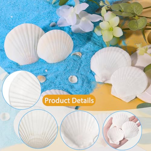 32-Pack Natural White Scallop Shells (2"-3") - Bulk Seashells for Crafts & Decor