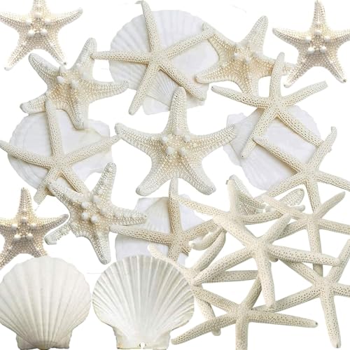 Natural Starfish and Scallop Shells with Pearls for DIY Crafting and Beach Decor 32PCS
