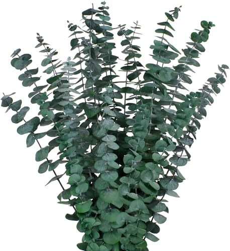 12-Piece Natural Dried Eucalyptus Stems (17 Inch) for Shower & Home Decor