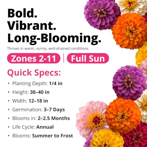 HOME GROWN Zinnia Dahlia Seeds Pack | 524 Non-GMO Vibrant Flower Seeds