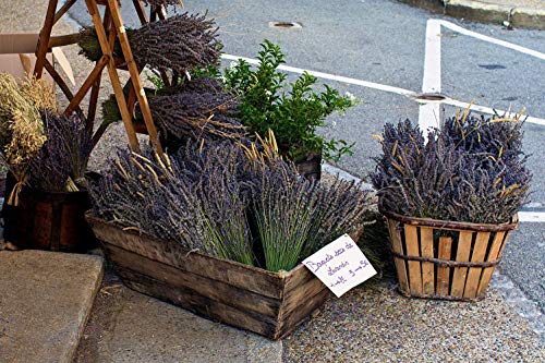 Natural Dried Lavender Bouquet (200+ Stems, 16-18 Inch) for Home Decor