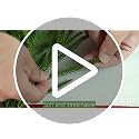 Norfolk Pine Branches 19in, 10 Pcs - Artificial Xmas Pine Needles | PURPLE STAR 1N
