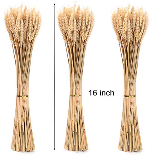 300 Stems Natural Dried Wheat Stalks, 16 Inch Wheat Sheaves for Decor