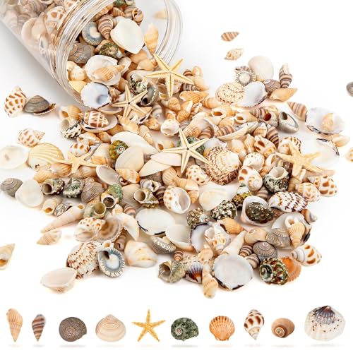 Natural Mixed Mini Sea Shells & Starfish for DIY Crafts & Beach Decor