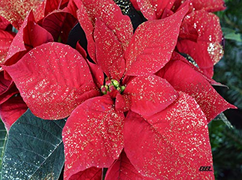 Red Poinsettia Floral Glass Cutting Board - Christmas Kitchen Decor & Gift