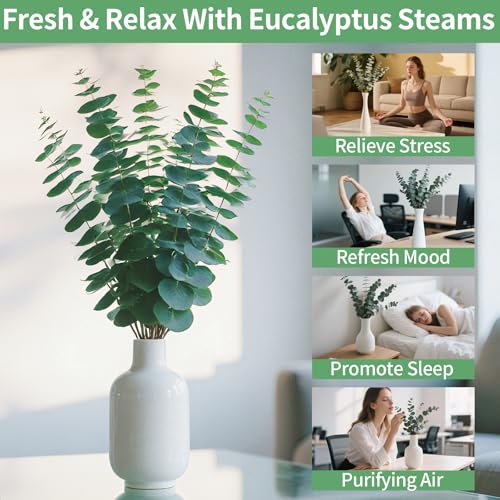 12-Piece Natural Dried Eucalyptus Stems (17 Inch) for Shower & Home Decor
