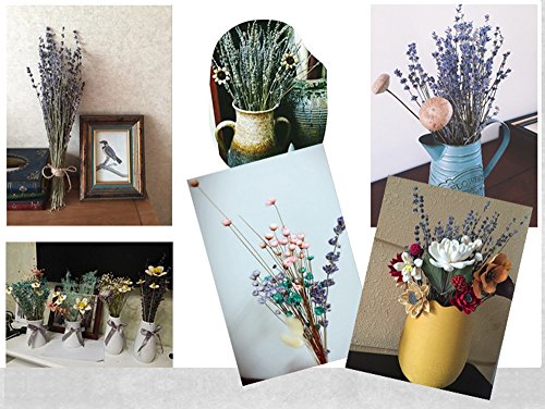Natural Dried Lavender Bouquet (200+ Stems, 16-18 Inch) for Home Decor
