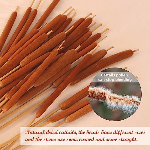 20 Pcs Dried Natural Cattails - 17-Inch Real Brown Bulrush Floral Stems
