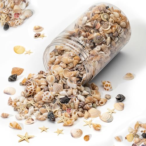 1200 Pcs Natural Mini Seashells & Small Starfish for DIY Crafts & Decor