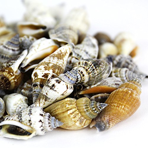 Mixed Beach Seashells for Crafts & Home Decor (Approx. 50 Shells, Up to 2.5")