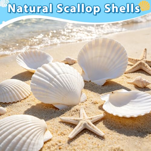Natural White Scallop Shells for DIY Crafts & Painting - 2-3 Inch, 20 Pack