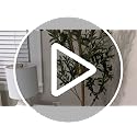 6ft Faux Olive Tree with Natural Trunk & Realistic Leaves