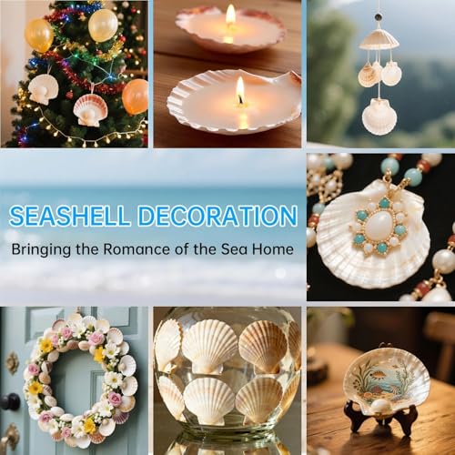 36 Pack Natural White Scallop Shells (2-3 Inch) for Crafts & DIY Decor