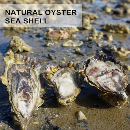Natural Oyster Shells for Crafts - 30 Pack Large 4"-5" Bulk Seashells