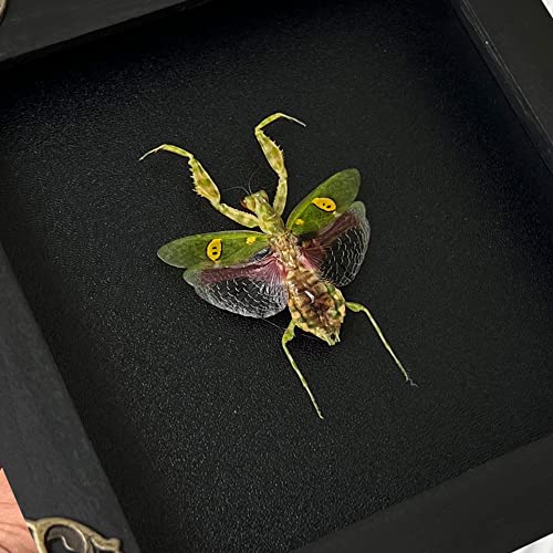Real Framed Jewelled Flower Mantis Taxidermy - 4.7-inch Wooden Shadow Box