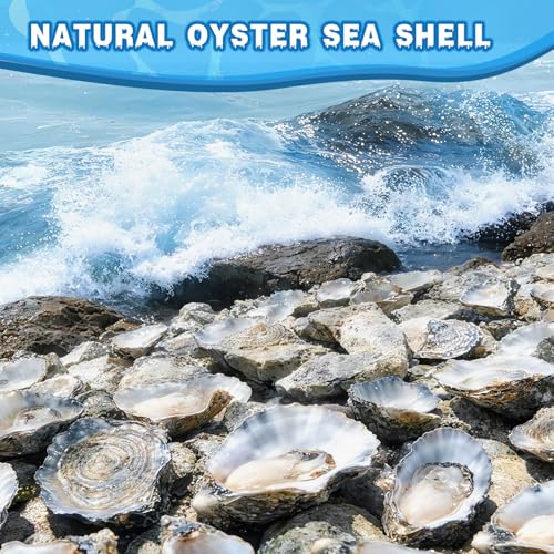30 Pcs Natural Large Oyster Shells (4-5 Inch) for DIY Crafts & Decor