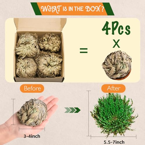 Rose of Jericho Resurrection Plant - 4-Pack Dried Fern for Home Decor