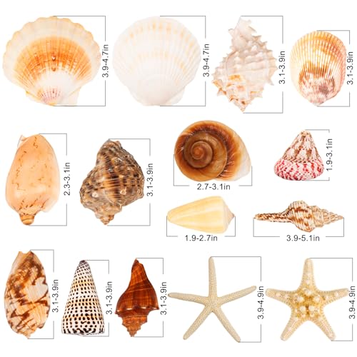 15-Piece Large Natural Seashells & Starfish Set for DIY Crafts & Decor