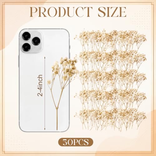 50 Pcs Dried Baby's Breath Flowers, Ivory White Gypsophila for Wedding Decor