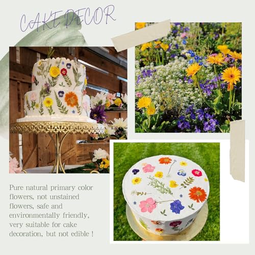 Natural Dried Pressed Flowers, 48-Piece Assorted Real Floral Set for Crafts