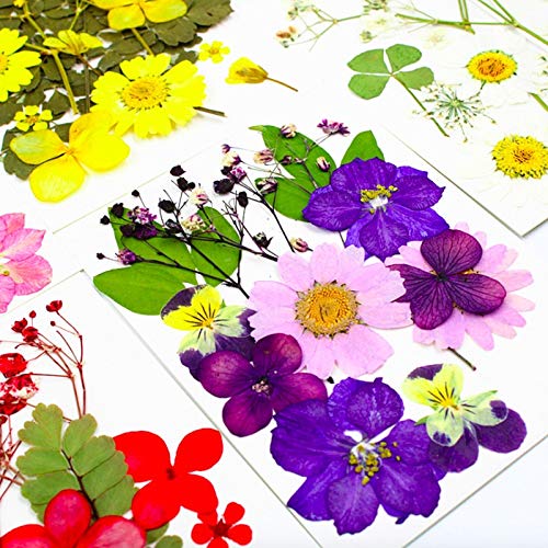 92 Pcs Natural Purple Dried Pressed Flowers for Resin, Candles, and Nail Art