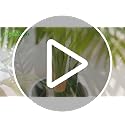 6ft Tall Triple Golden Cane Palm Artificial Tree in Pot - UV Resistant
