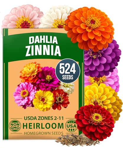 HOME GROWN Zinnia Dahlia Seeds Pack | 524 Non-GMO Vibrant Flower Seeds