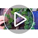 12 Pack Artificial Ivy Vines - 86Ft Faux Greenery for Home Decor