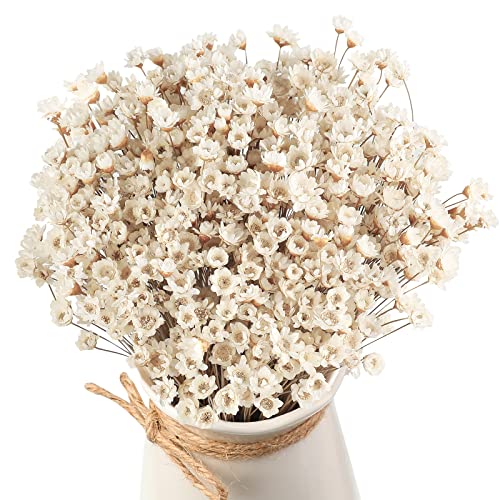 500 Pcs Natural Dried Chamomile Daisy Flowers for Vase Arrangements