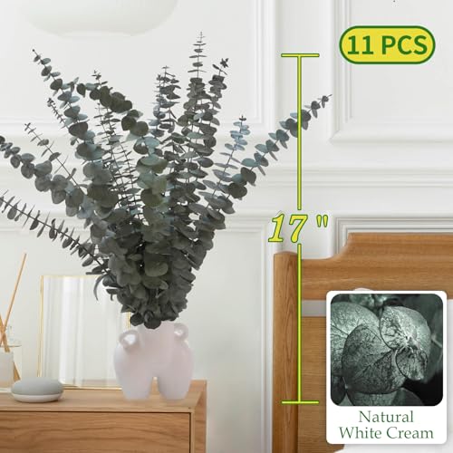 Preserved Dried Eucalyptus Stems - 11 Pack 17 Inch Shower Eucalyptus Decor