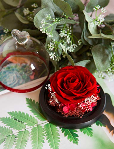 DuHouse Preserved Real Rose in Red - Enchanted Glass Dome, 4-5 Year Lifespan
