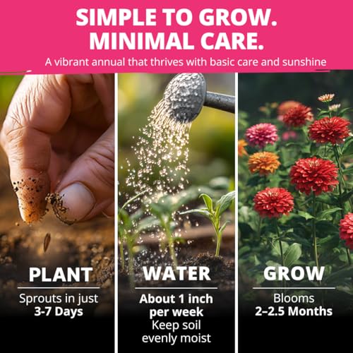 HOME GROWN Zinnia Dahlia Seeds Pack | 524 Non-GMO Vibrant Flower Seeds