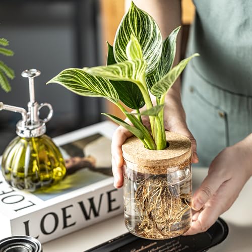 Glass Plant Propagation Station Set of 4 - Desktop Hydroponic Vases